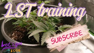 Trimmen und LST bei meiner  Purple Bud