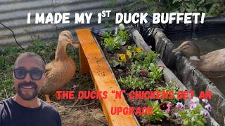 Huge Improvement! The Ducks New  Flower Buffet is a Hit!