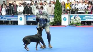 Dog dancing show 'Eurasia  2012 / Russia / Moscow'. Freestyle. by KinologVideo 8,037 views 12 years ago 3 minutes, 5 seconds