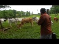 "Permanecer en la chacra". Una experiencia agroecológica en el Municipio de San Pedro, Misiones.