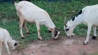 African Bor Goats eating almonds left behind by Baboon.The owner will get organic Almond Milk today