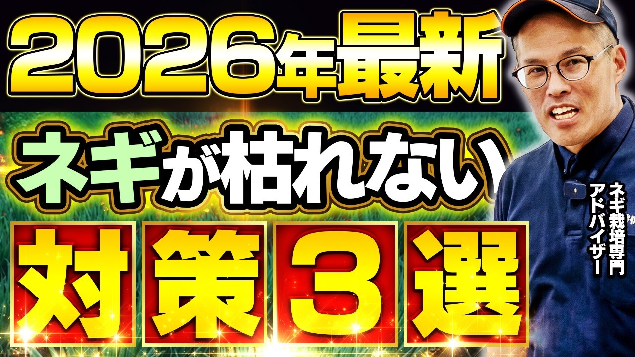 【夏越しの分かれ道】地温・水・根を守れ｜ネギが夏に耐える“具体策”まとめ(Part2)