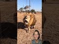 #horror #lion #dangerous #voice