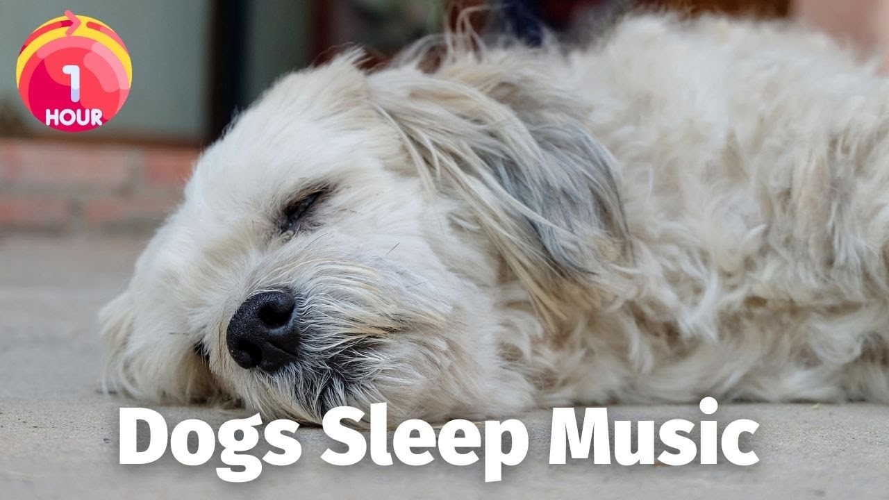 Dog Sleep Music YouTube