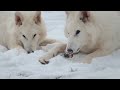 CURIOSIDADES DEL REINO ANIMAL PODCAST