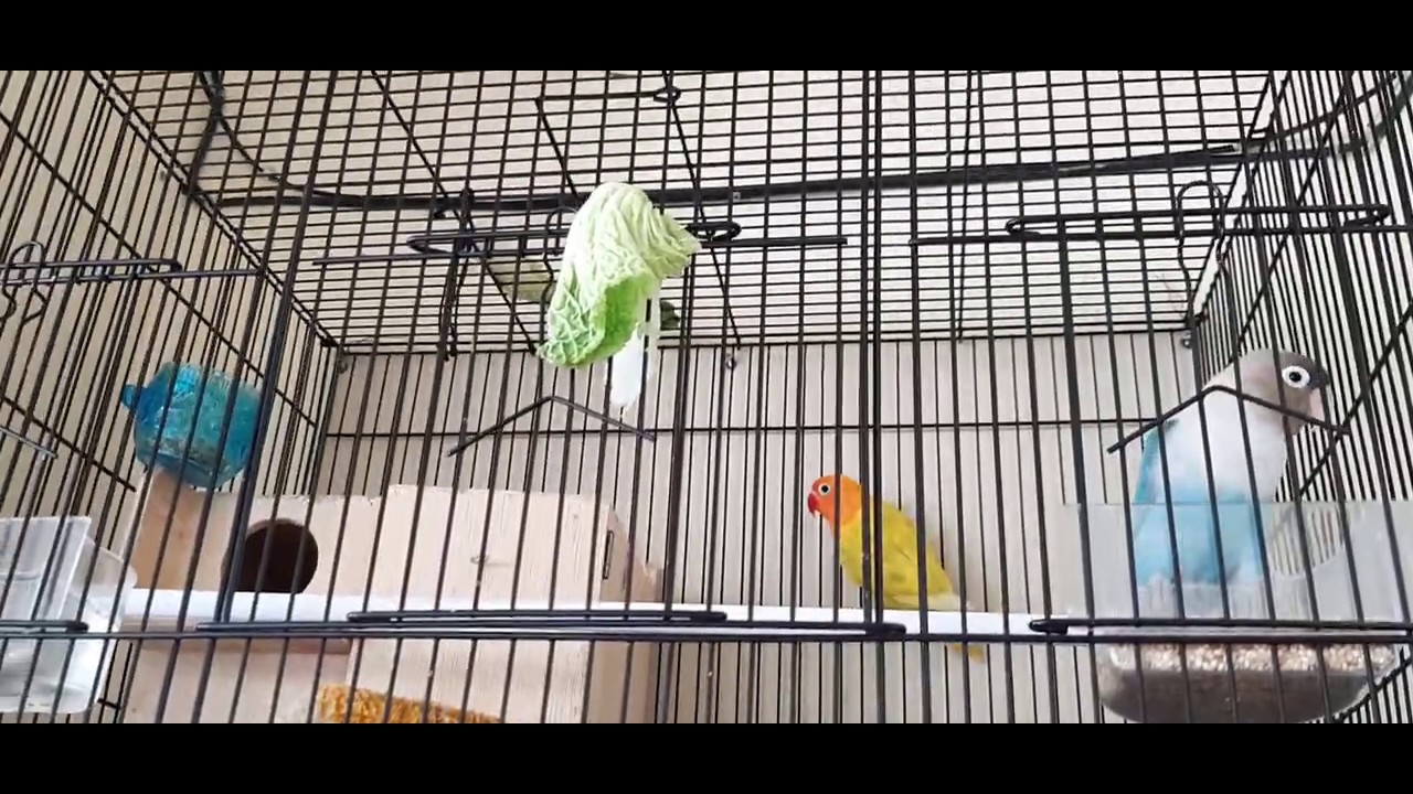 Burung Lovebird Indukan Youtube