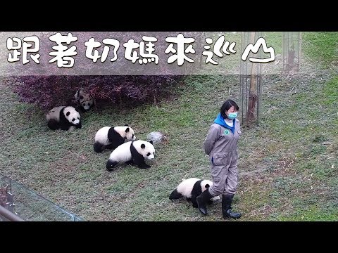 《熊貓早晚安》跟著奶媽來巡山 | iPanda熊貓頻道
