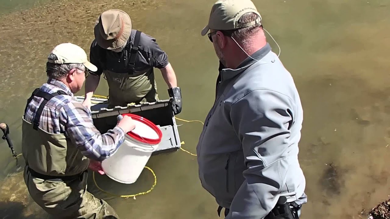 PPTU Trout Stocking 3 31 YouTube