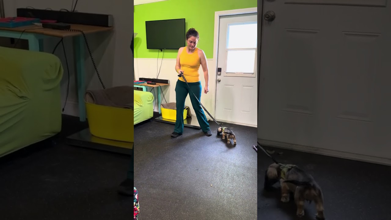 Benny works on leave it using treats