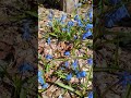 What is tiny blue flowers? #lanct #gardening #spring #flowergarden