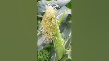 Công dụng của râu Ngô