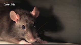 Experts share tips on keeping your home pest-free this summer