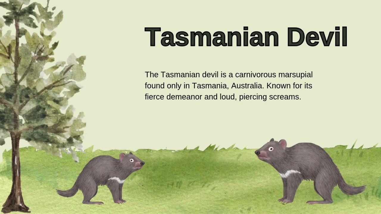 The Wonders of Australian Wildlife | Amazing Animals of Australia for Kids | Hall Academy