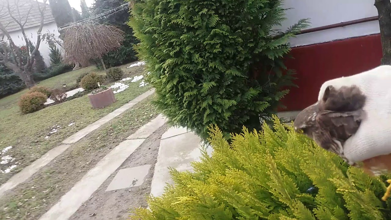 Goshaw: Karvaly reptetés