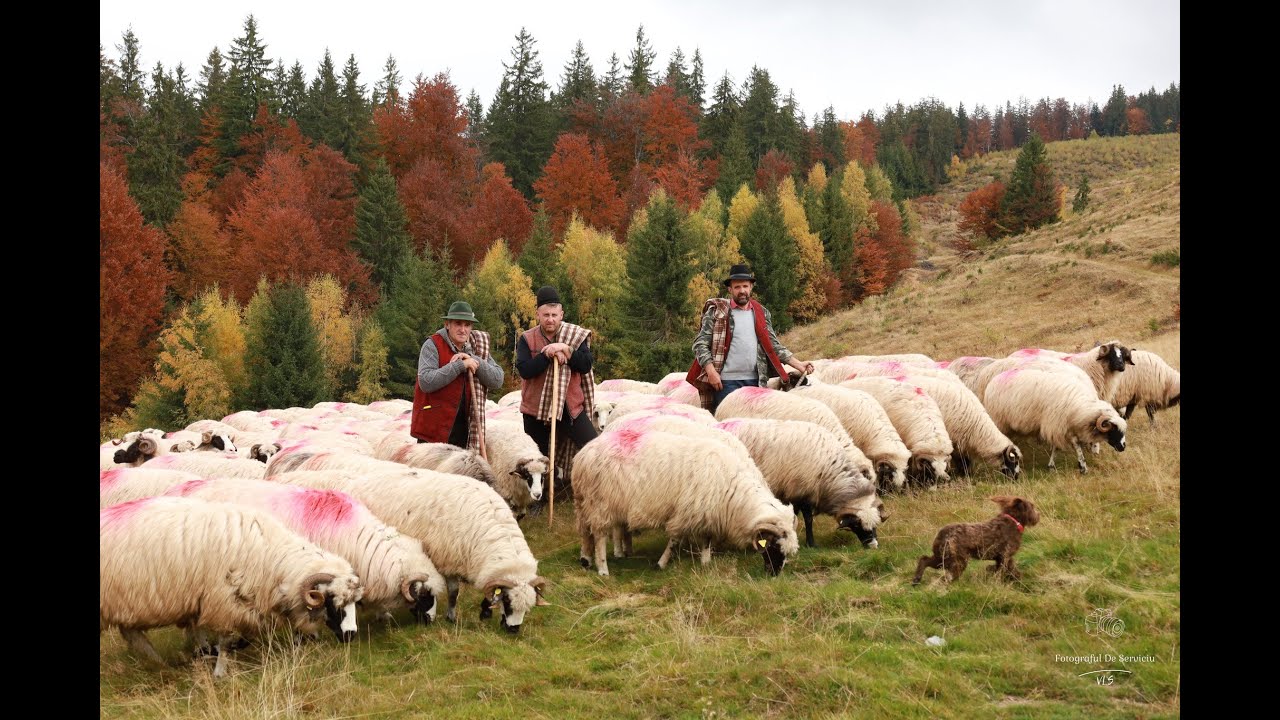 Cu Mon, Ghiță și Cornel, la muntele Bou, printre mioare și frunza ruginită.Toamna își spune povestea