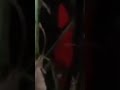 LIVE MISTERI!! PENAMPAKAN SOSOK KUNTI MERAH#DI KEBUN PISANG
