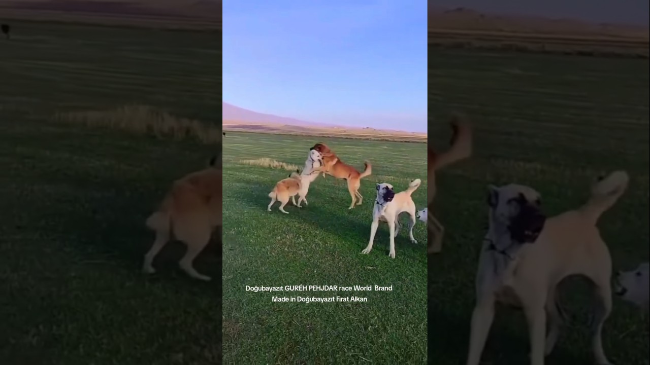 Естественная история жизни: лучшая в мире собака породы Гурех Пехдждар Мизрак Естественная истори...