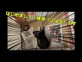 【ジャーマンシェパード】維桜(こはる)さんが我が家にやって来た!!!【German Shepherd Puppy】