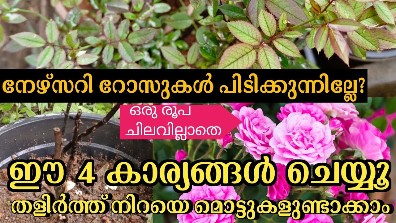 Green Vibes/ How to save dying rose plants/rose plant growing tips/zero