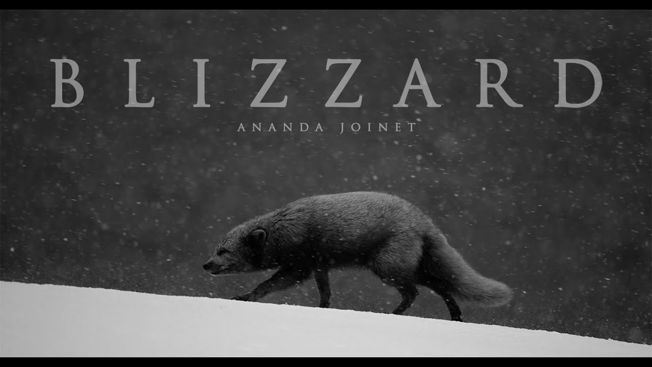 BLIZZARD | Memories of Arctic foxes in Hornstrandir