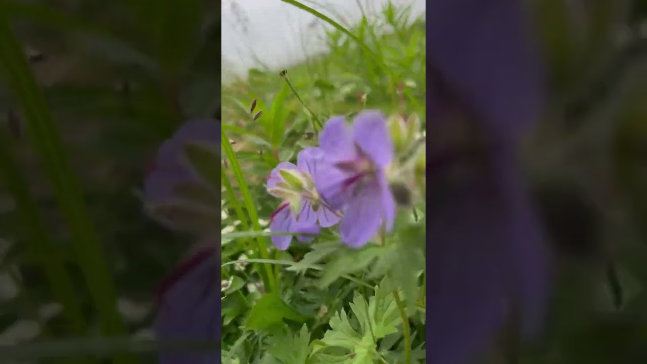 Alaska Flowers, Alaska Mountains 