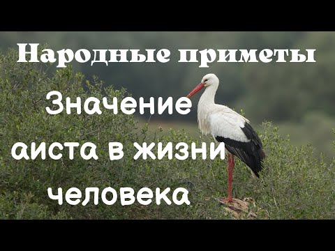 Значение Аиста В Жизни Человека. Народные Приметы. Приметы Про Аистов Татьянин День