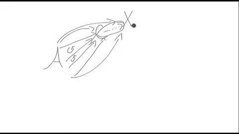 Definition of Limit and Colimit