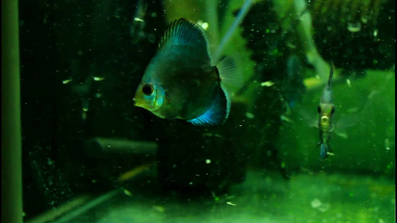 My Discus eat adult Brine shrimp YouTube