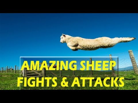 amazing-sheeps-(-some-angry-sheeps-lost-their-cool-and-attack-on-different-people-in-the-public-area