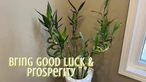 How to bring good luck & prosperity with lucky bamboo stalks Simple Easy Feng Shui Tips