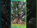 Majestic White Silk Cotton Tree Ceiba Pentandra 200 Year Old Wonder In India 