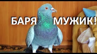 Голубь Баря - Бог гнезда