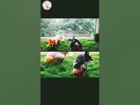 Stunning Green Carpet Algae | Goldfish Shorts Talk 26 
