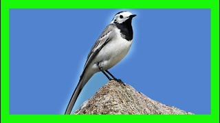 White Wagtail Song! White Wagtail Call! White Wagtail Voice- Lavandera Blanca Canto - Motacilla Alba