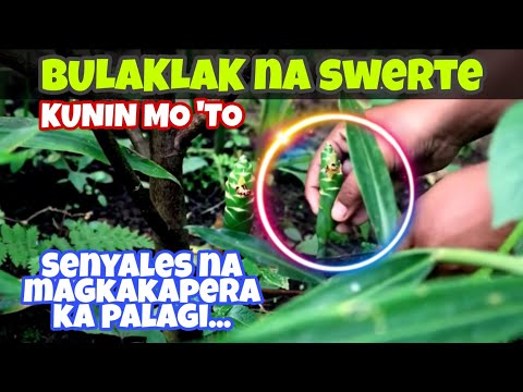 Video: Mga Boteng May Takip Na Pang-proteksiyon Ng Daliri Ng Paa: Goma Na Lumalaban Sa Init At Nagpainit Ng Tarpaulin, GOST, PVC At EVA Na Bota, Iba Pang Mga Modelo