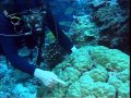 Cest pas sorcier  coraux les sorciers cherchent la petite bte