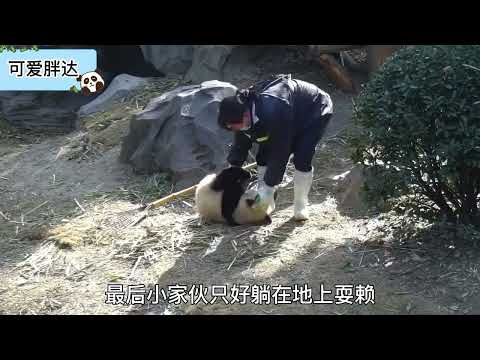 熊猫宝宝抱大腿，情比金坚七天锁被奶妈一秒破功，哭着嚷着还要抱