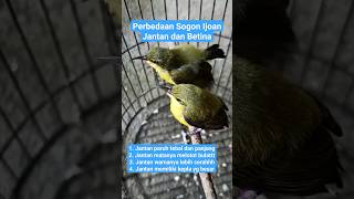 Perbedaan sogon ijoan jantan dan betina #sogon #sogokotong #sogokontonggacor