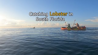 Catching Lobster in South Florida