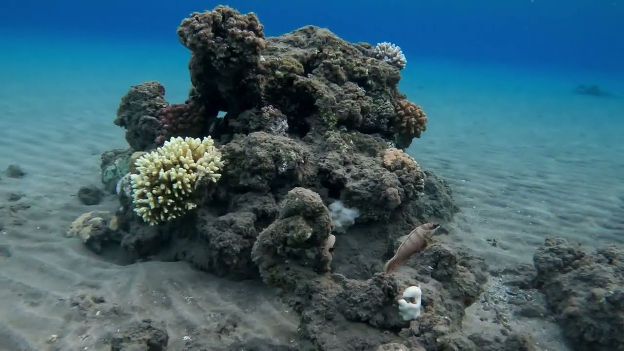 Hilton Nubian Resort / Abu Dabbab / Rafa koralowa / 08.2024