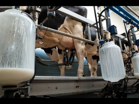Canadian government forcing dairy farmers to dump milk - YouTube