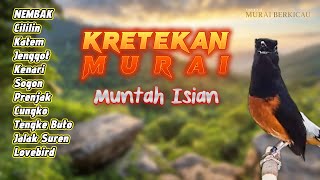 #2 MURAI BATU GACOR FULL ISIAN | PANCING EMOSI DAN BIRAHI !