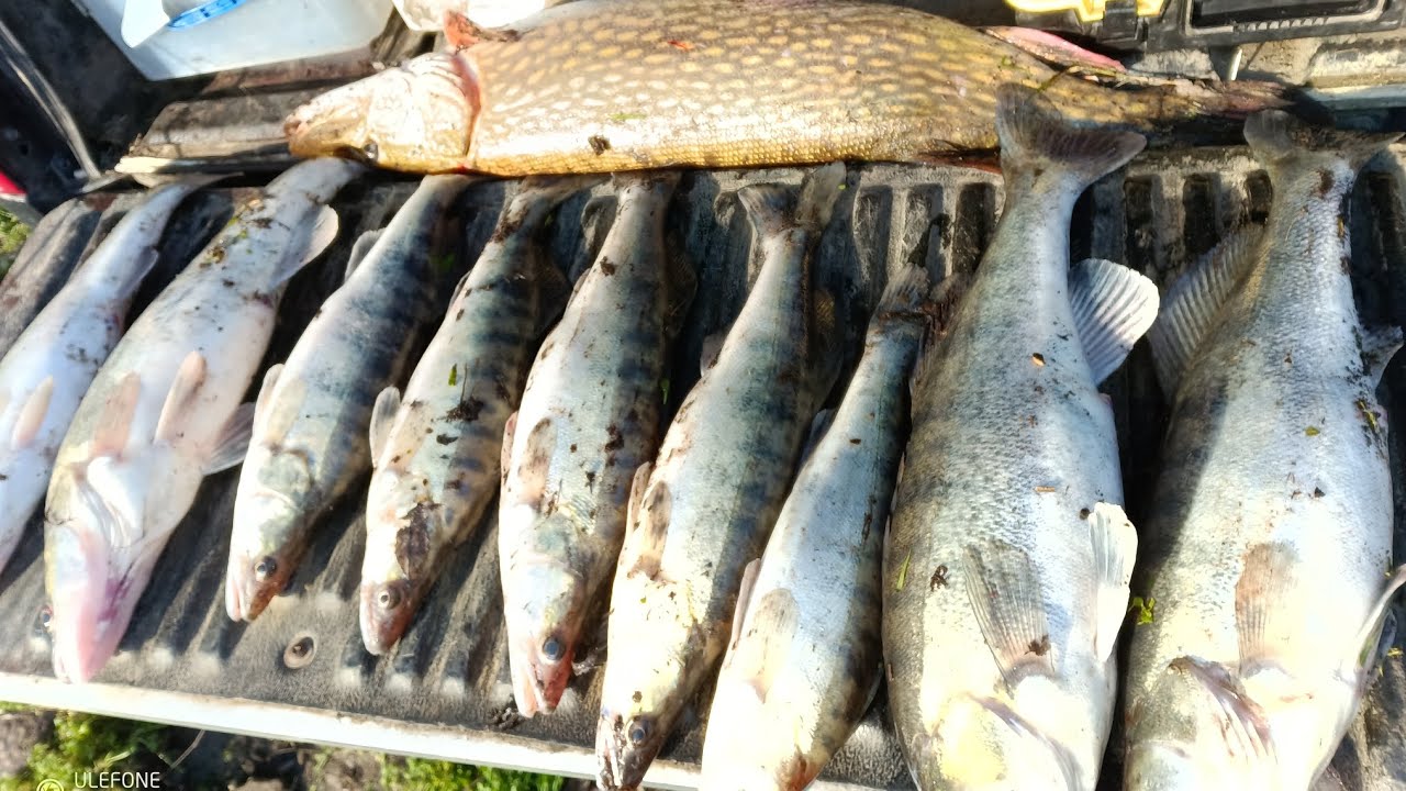 Фантастическая РЫБАЛКА на хищника, СУДАК, ЩУКА 