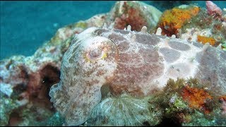 How To Find A Cuttlefish