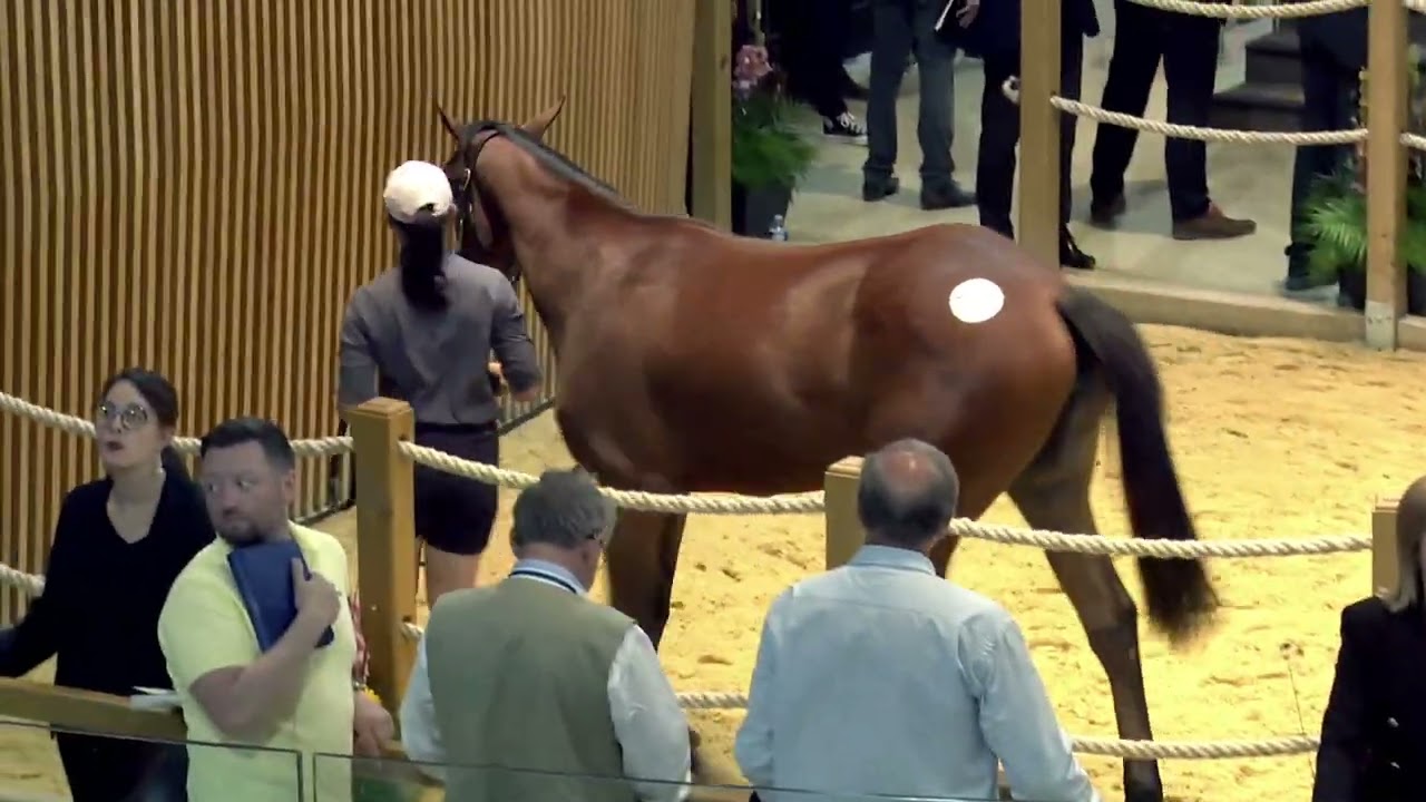 J3 - Top Price N°1 - 1 700 000E - N (PRUDENZIA 2023) - Vente Arqana de Yearlings d'Août 2024