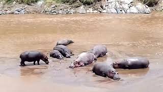 Copia de Hipopótamos en Masai Mara