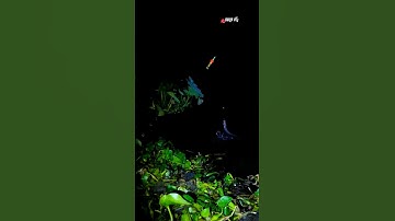 Câu Lure Cá Sông - Con Suối Nhỏ Quá Trùi Cá To .p4