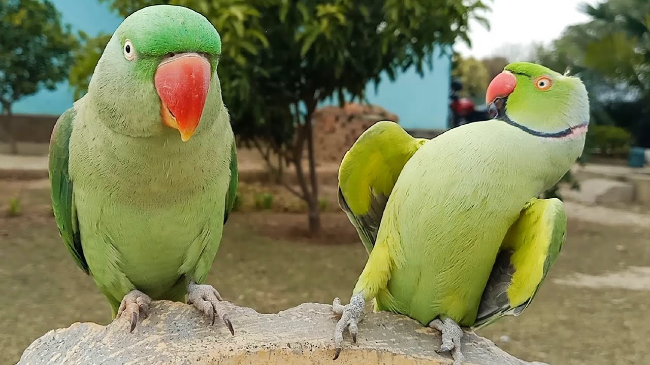 Amazing Dancing Indian Parrot YouTube