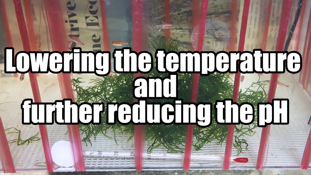 Ruby Tetra Breeding in 2025: Episode 3