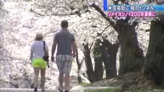 ワシントン郊外の高級住宅街で1200本のサクラが満開(14/04/14)